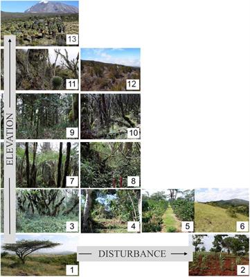 Aboveground Deadwood Biomass and Composition Along Elevation and Land-Use Gradients at Mount Kilimanjaro